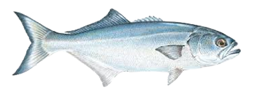 Bluefish Nantucket Inshore Classic